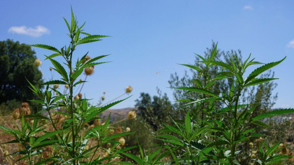 Cannabis plants sprout near a licensed cultivation facility near Bab Berred, Chefchaouen, Morocco, Monday, Nov. 24, 2025.
