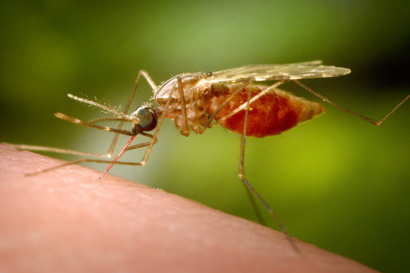 Malaria cases rise in 2024, Africa bears heaviest burden