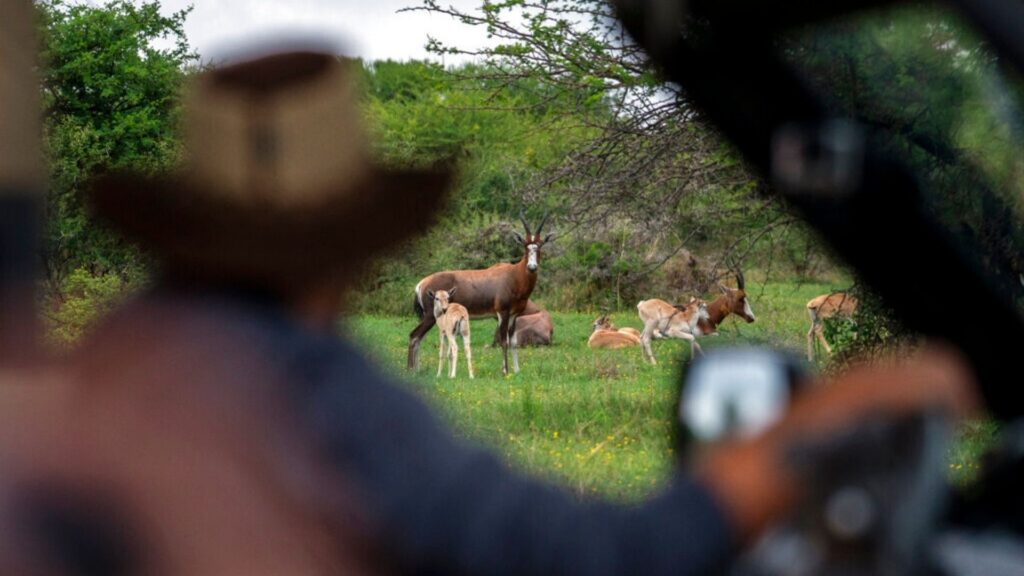 Tamboti Bush Lodge owner Fred Plachesi stops to look at wildlife during a game drive in the Dinokeng game reserve near Hammanskraal, South Africa Sunday Dec. 5, 2021.